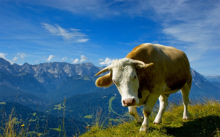 Корова горы