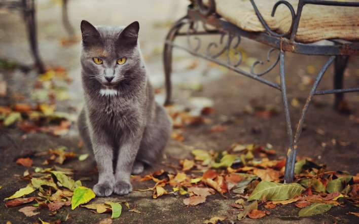 Серый кот осень листья животное