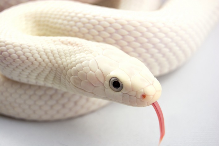 змея белая язык животное