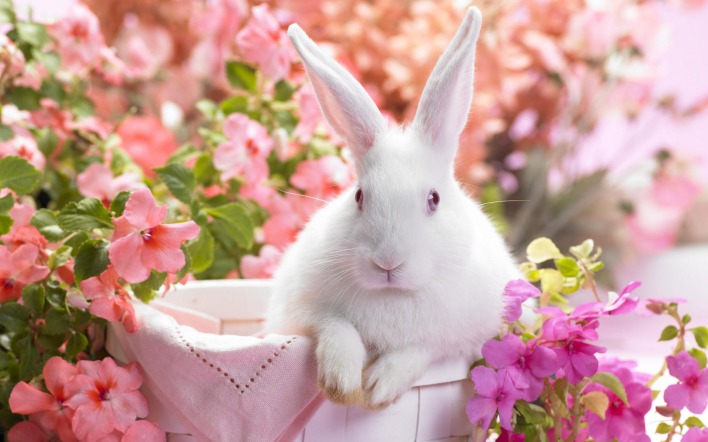 Кролик белый в цветах