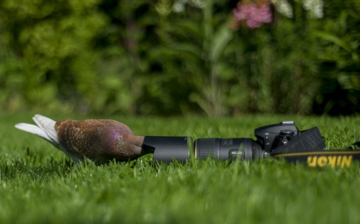 фотоаппарат камера птица животное Nikon трава природа