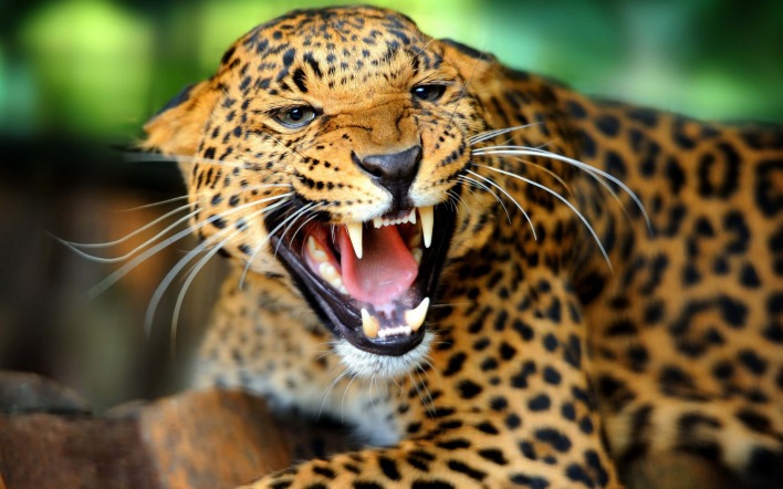 Леопард оскал