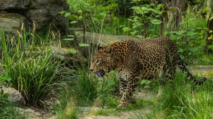 Леопард трава животное
