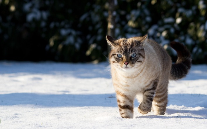 кот зима животное снег природа
