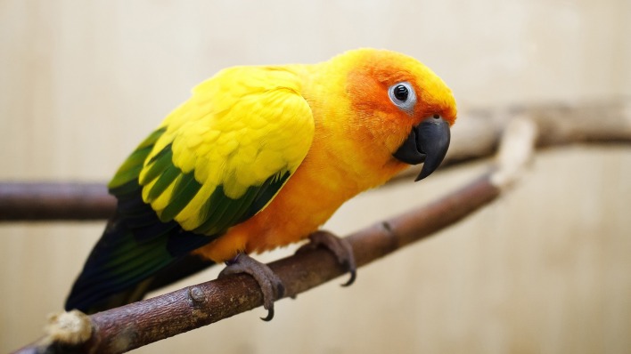 птица животное природа ветка желтый попугай