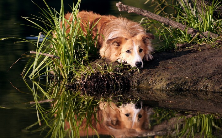 собака трава земля животное вода отражение Бордер Колли