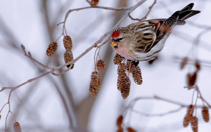 ветка птица животное зима природа