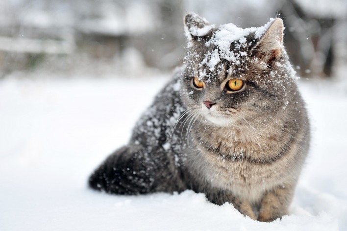 кот серый снег зима природа животное