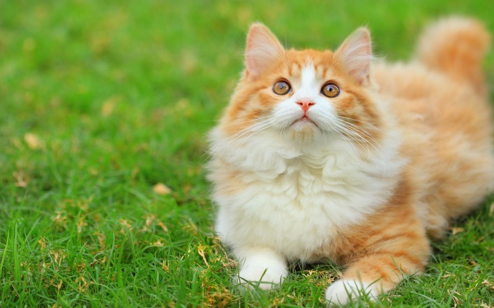 природа рыжий пушистый кот трава животное