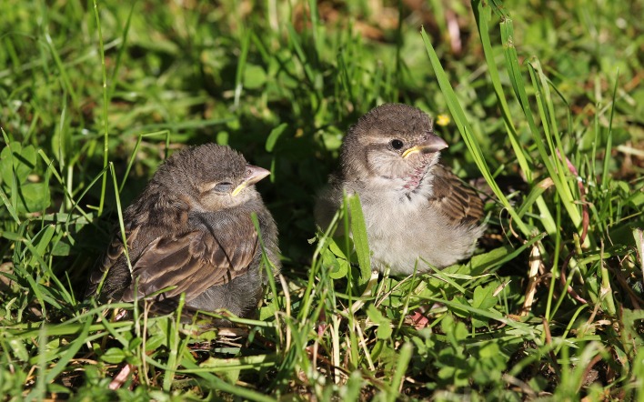 природа птицы животные птенцы трава