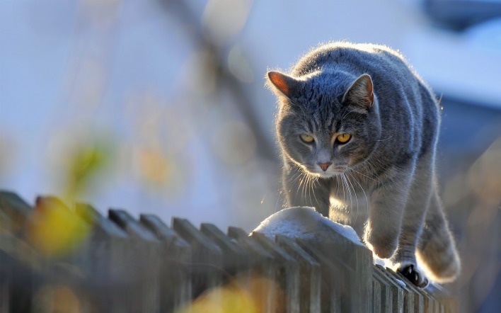 серый кот забор природа животное