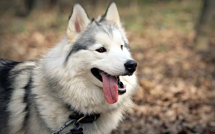 Сибирский Хаски собака животное природа
