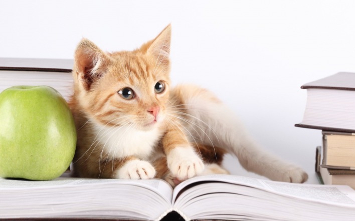 Кот рыжий животное яблоко книги