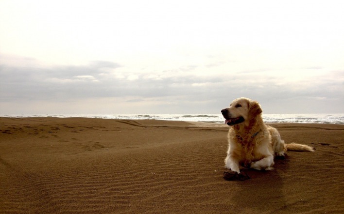 собака песок вода животное природа