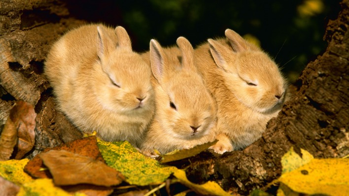 животные природа кролики белые осень листья