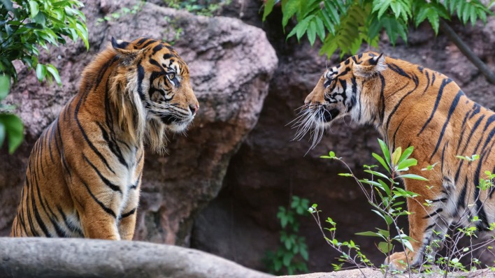 Тигры скалы
