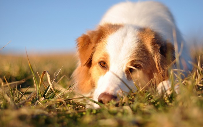 собака животное трава природа