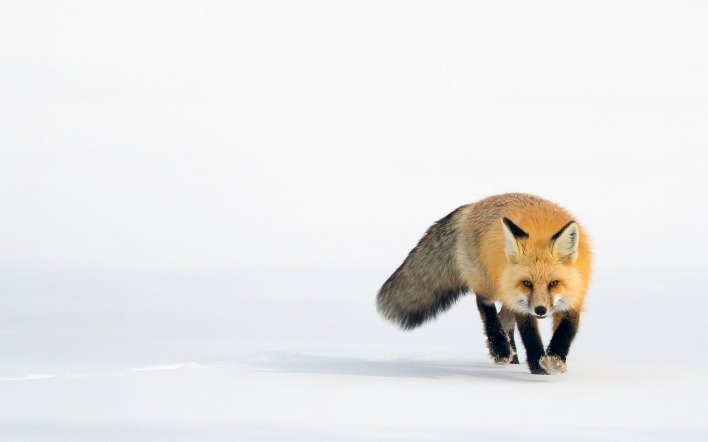 природа животные лиса зима снег