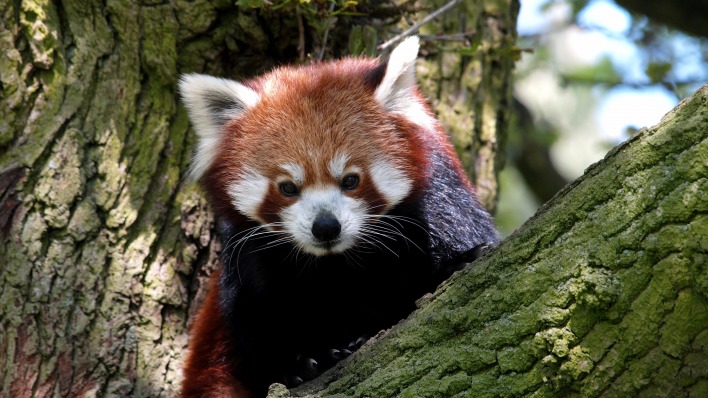 природа дерево животное красная панда