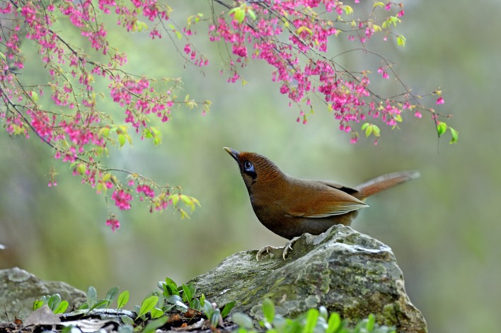 природа птитца животное цветы