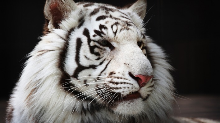 природа животные белый тигр