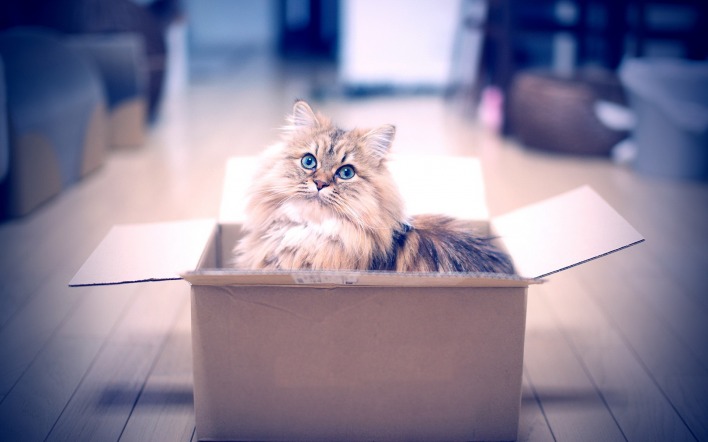 природа пушистый кот коробка