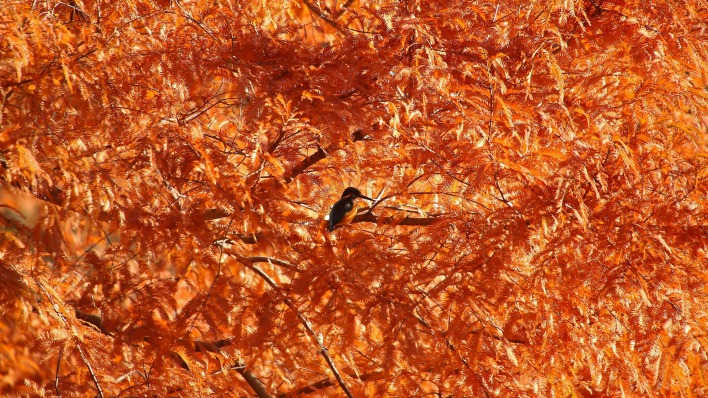 природа животное птица ветки листья деревья