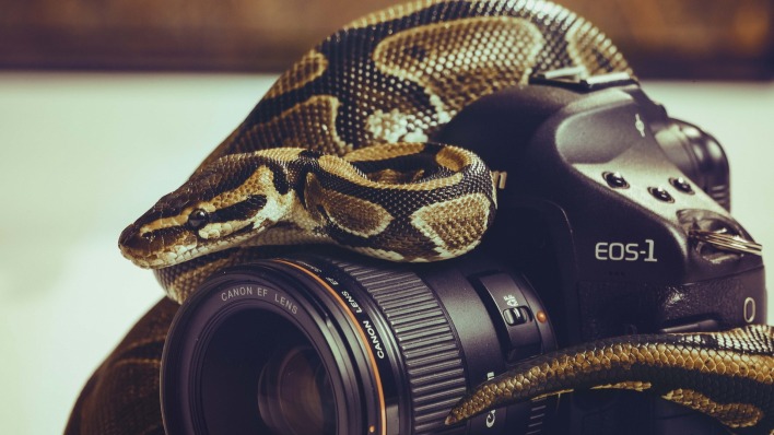 природа животные фотоаппарат змея