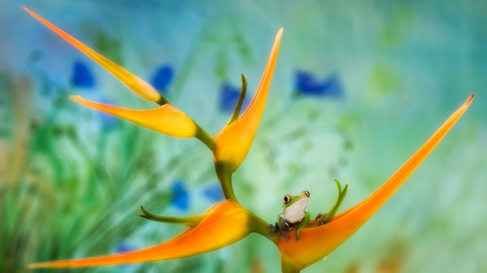 природа цветы животное лягушка