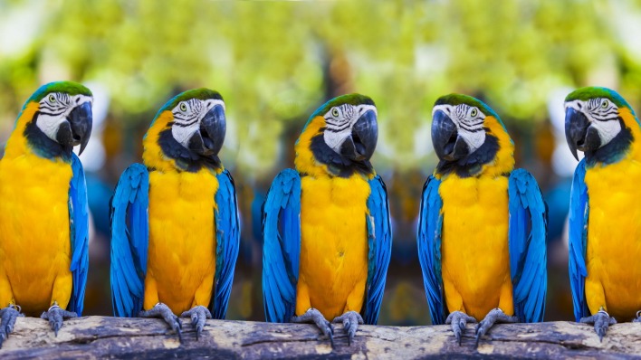 природа птицы животные попугаи Синий желтый ара