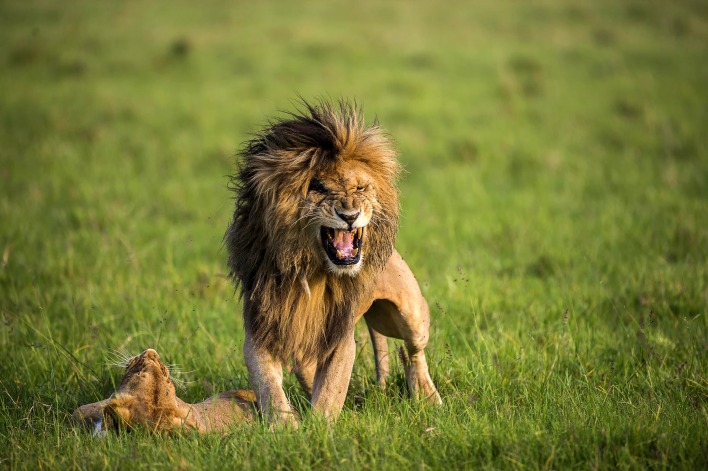 природа лев животное трава