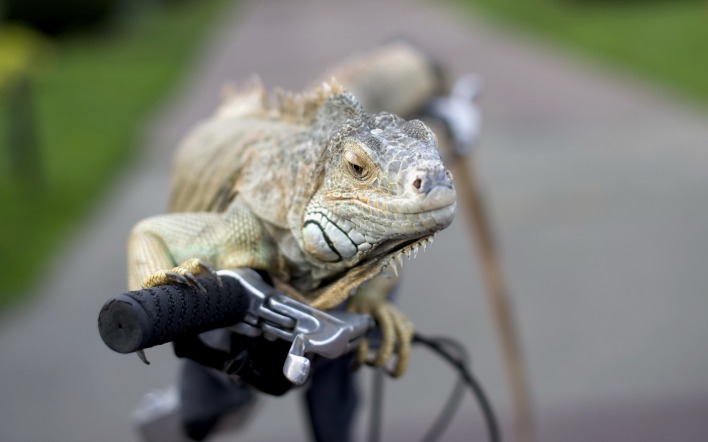 природа животные хамелеон велосипед