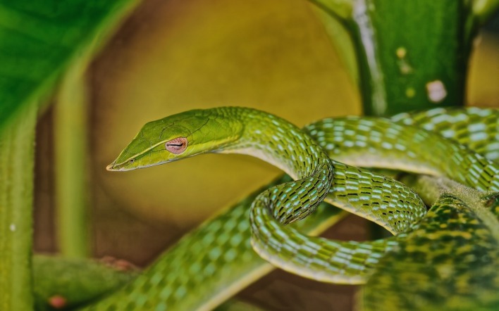 природа животное змея