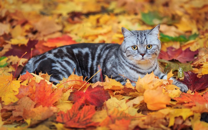 природа серый кот животное листья осень