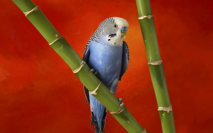 природа животные синий волнистый попугай