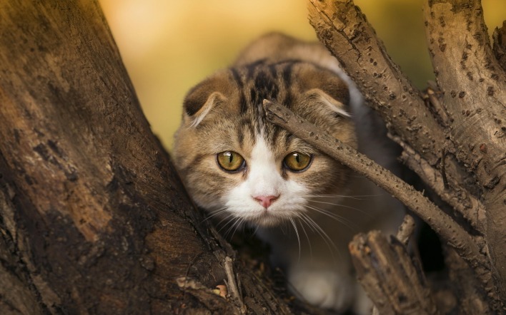 природа кот дерево животное морда