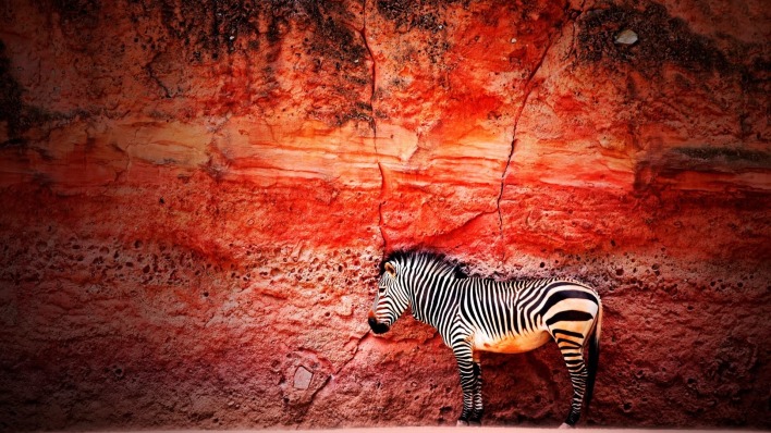 природа животные зебра скала