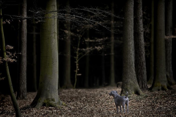 природа животные собака деревья лес