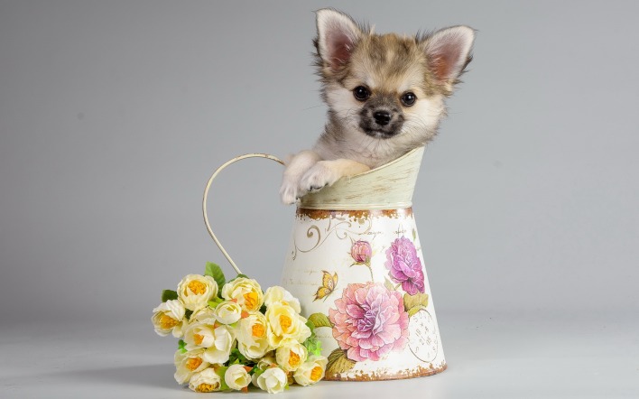 природа животное собака цветы