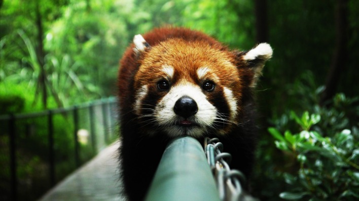 природа животные рыжая панда
