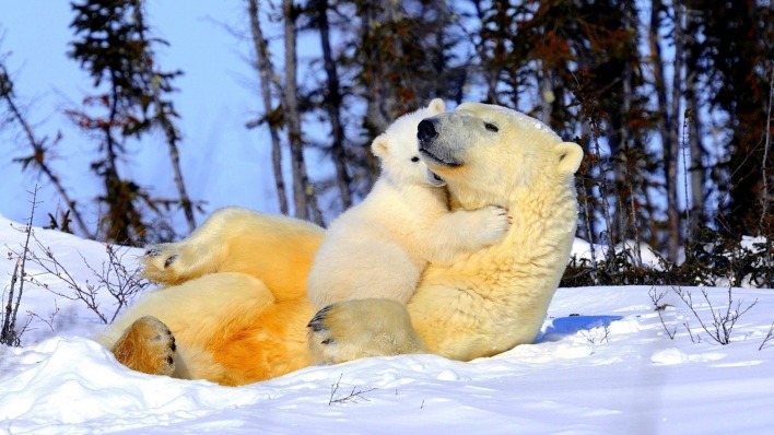 природа животные белые медведи снег лес