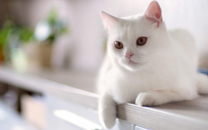 природа животные кот белый