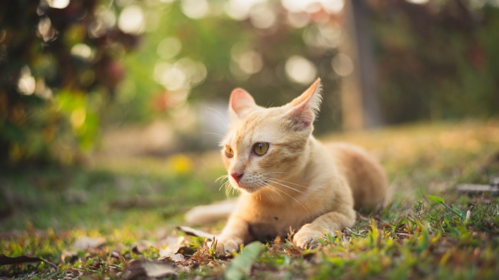 природа животные кот трава