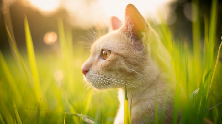 природа животные трава кот