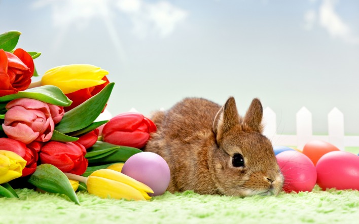 природа кролик цветы тюльпаны яйца пасха