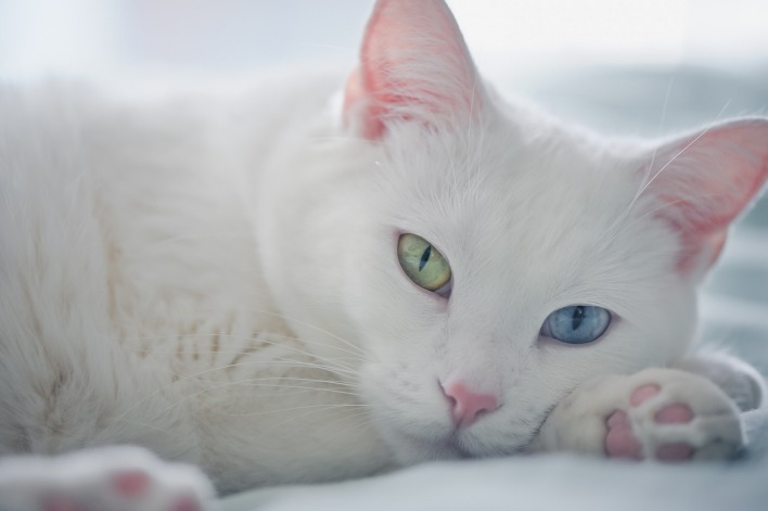 природа животные белый кот глаза