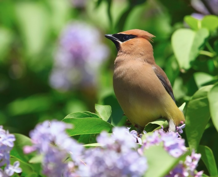 природа птицы животные весна