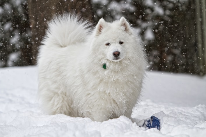 природа животные белая собака снег зима