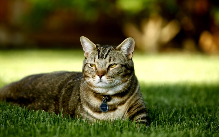 природа животные кот трава