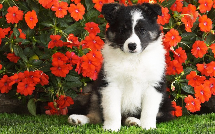природа животные собака цветы